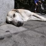 Χρυσοχοΐδης: “Η ΕΛΑΣ θα διώξει τους διεφθαρμένους αστυνομικούς”