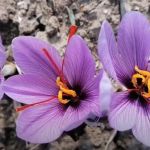 Γιώργος Χριστοφορίδης, “Συνδυασμός «ΕΛΠΙΔΑ»” : Η Περιφέρεια πληρώνει κάθε χρόνο περίπου 1 εκ € για Αντιπαγετικό Αλάτι χωρίς να το ζυγίζει!