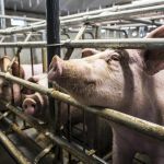 ΘΕΜΑ :  Ένα καινοτόμο και φιλοπεριβαλλοντικό εμβληματικό έργο αγροτικής ανάπτυξης στο πλαίσιο της μεταλιγνιτικής περιόδου