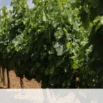 Νέα υπόθεση με πλαστά πιστοποιητικά εμβολιασμού στην Κοζάνη