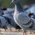 ΦΣ Κοζάνης: νέο μεταγραφικό “μπαμ” με Στέλιο Μαραγκό και αύρα πρωταθλητή!