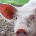 225.680 ευρώ από την ΠΕ Κοζάνης για τη χρηματοδότηση της Α’ φάσης μελετών κατασκευής του φράγματος στη θέση Αμάρ Μπέη στην Κοινότητα Λιβαδερού (Α’ Φάση)