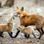 Γιώργος Αμανατίδης – Επίσκεψη στη Λαϊκή Αγορά Κοζάνης