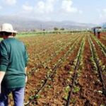 Μεγάλη αύξηση πληθυσμού αγριογούρουνων και επιθέσεων λύκων σε σκύλους στη Δ. Μακεδονία