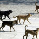 21 νέα στοιχεία στο Εθνικό Ευρετήριο Άυλης Πολιτιστικής Κληρονομιάς -Ανάμεσά τους οι Φανοί της Κοζάνης κι οι Λαζαρίνες