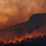 Συνελήφθη 63χρονος για καλλιέργεια δενδρυλλίων κάνναβης, σε περιοχή των Γρεβενών