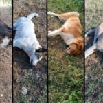 Πρόσκληση  για τη συμμετοχή επαγγελματιών εστίασης στην εμποροπανήγυρη «Νιαήμερος» 2023