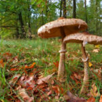 Συνελήφθη 49χρονος για άσκοπους πυροβολισμούς και παραβάσεις της νομοθεσίας περί όπλων, σε περιοχή της Πτολεμαΐδας   