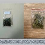 Σε εξέλιξη οι δωρεάν στειρώσεις αδέσποτων ζώων συντροφιάς από τον Δήμο Κοζάνης