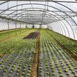 Τα κολλητιλίκια της Green Tank με τη ΔΕΗ και ο γάιδαρος του Χότζα (γράφει η Ουρανία Στυλιάδου)