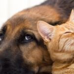 Δήμος Εορδαίας: Εορτασμός Εθνικής Επετείου 25ης Μαρτίου 1821