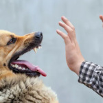 Προσωρινή απαγόρευση στην Εθνική Οδό Γρεβενών – Τρικάλων λόγω εκτέλεσης εργασιών ενίσχυσης της Γέφυρας Βενέτικου