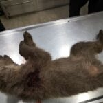 Ρομπότ ίσως να χειρουργούν ανθρώπους μέσα στην επόμενη δεκαετία