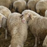 Γ.Σ. ΗΡΑΚΛΗΣ: Έναρξη Εγγραφών στις Ακαδημίες για την Περίοδο 2025–2026