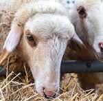 Κοζάνη: Συνελήφθη 67χρονη που οδηγούσε στο αντίθετο ρεύμα στην Εγνατία οδό