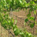 Ενισχύονται τα ΣΔΕΥ στη Δυτική Μακεδονία: Νέα Δίκτυα Εκπαιδευτικής Υποστήριξης σε Κοζάνη, Πτολεμαΐδα, Φλώρινα και Γρεβενά