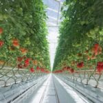 Δύο θετικές εξελίξεις για τη Δυτική Μακεδονία: Υδροπονική επένδυση 63,6 εκατ. ευρώ και αναβάθμιση του Κλειστού Πτολεμαΐδας