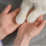 Συνελήφθη  άμεσα 47χρονος ημεδαπός στην Κοζάνη  για κλοπή και απάτη με υπολογιστή