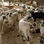 Συμμετοχή της Περιφέρειας Δυτικής Μακεδονίας στην έκθεση «OENORAMA»