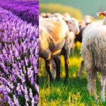 Υπεγράφη από τον Περιφερειάρχη Δυτική Μακεδονίας Γιώργο Αμανατίδη Σύμβαση για την Υλοποίηση τού έργου «Κτιριακές Εγκαταστάσεις και Διαμορφώσεις Χώρου Ανέγερσης Εγκαταστάσεων Εξυπηρέτησης Ελληνικού Τμήματος Συνοριακής Διέλευσης στον Οικισμό Λαιμού Δήμου Πρεσπών»