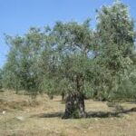 Συνεχίζονται οι τροχονομικοί έλεγχοι για τη  «Μηδενική ανοχή στη μη χρήση κράνους»,  σε περιοχές της Δυτικής Μακεδονίας