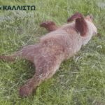 Σημαντική ενίσχυση για το Πανεπιστήμιο Δυτικής Μακεδονίας από το νέο πρόγραμμα ΑΕΙ
