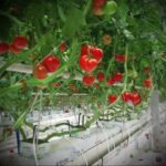 Συνεχίζονται οι τροχονομικοί έλεγχοι για τη  «Μηδενική ανοχή στη μη χρήση κράνους»,  σε περιοχές της Δυτικής Μακεδονίας