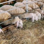 Λευτέρης Ιωαννίδης Απάντηση στον κ. Κοκκαλιάρη σχετικά με την οικονομική υπηρεσία: Ας πούμε τα αυτονόητα